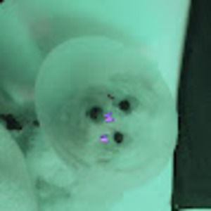 Meet your Posher, Layla